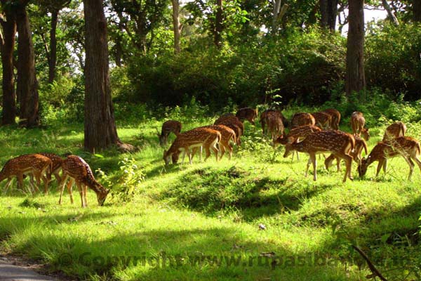Bankurpuria Deer park